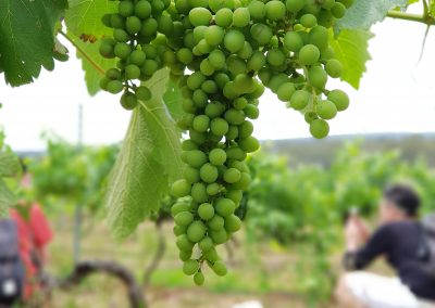 Hunter Valley Wine Tour Sydney Backpackers