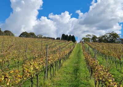 Southern Highlands Wine Tour